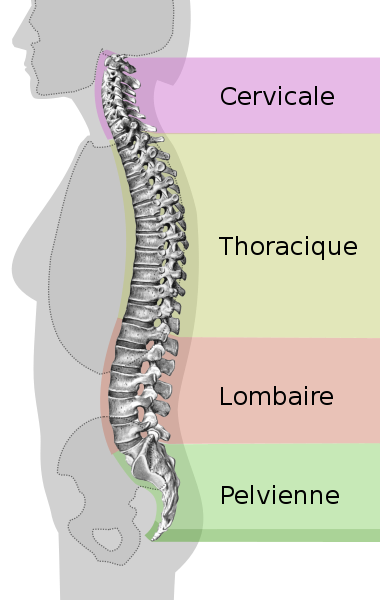 Spinal column curvature fr svg